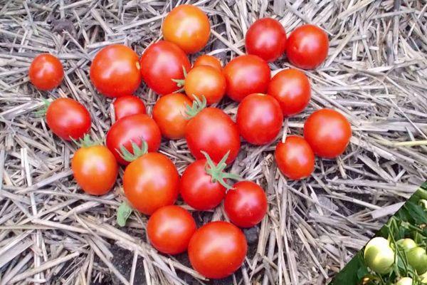 tomates cerises