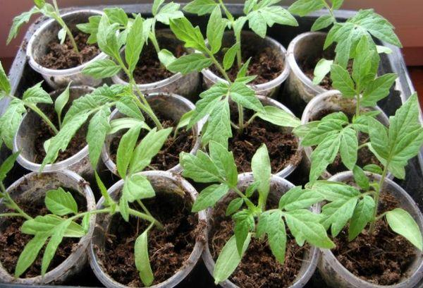 ต้นกล้ามะเขือเทศ