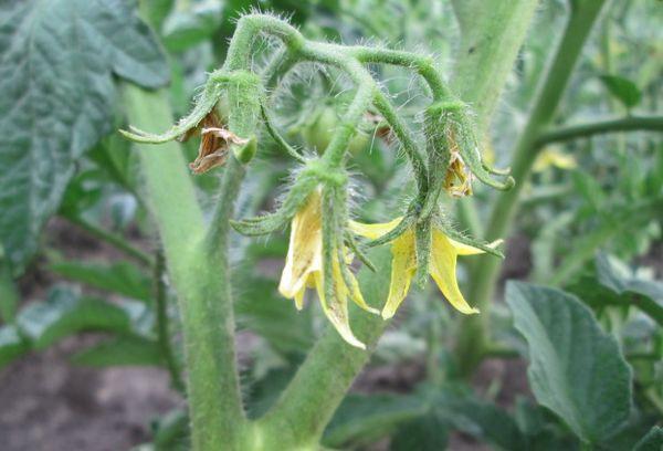 ดอกมะเขือเทศ