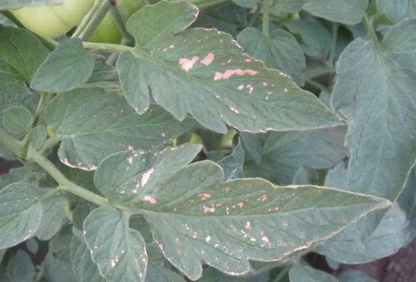 โรคของมะเขือเทศ