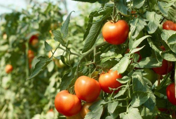 ตุ๊กตามะเขือเทศ