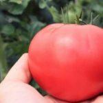 ตุ๊กตามะเขือเทศ