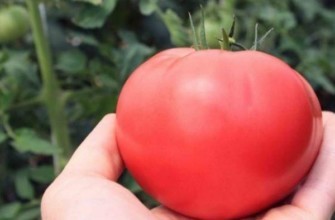 ตุ๊กตามะเขือเทศ