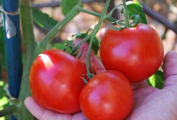 กิ่งที่มีมะเขือเทศ