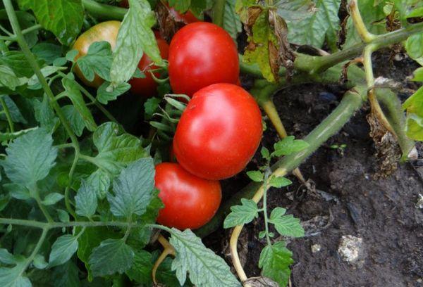 มะเขือเทศลาบราดอร์