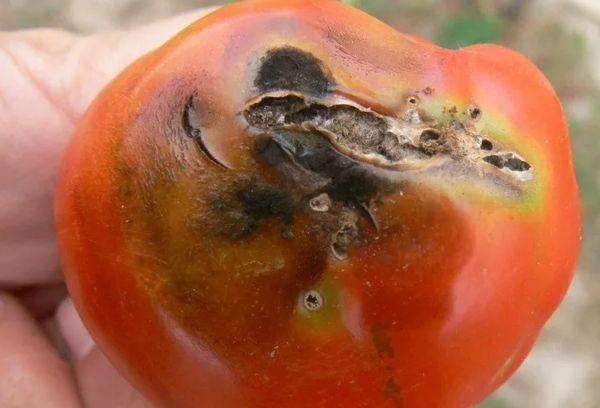 มะเขือเทศเน่า