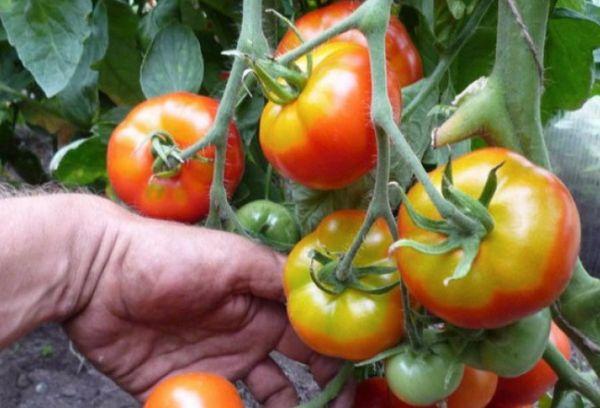 การดูแลรักษามะเขือเทศ