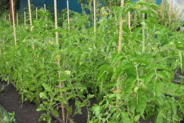 Cultiver des tomates