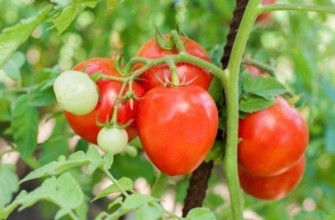 มะเขือเทศขี้เกียจ