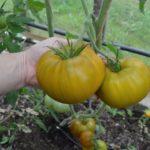 มะเขือเทศในเรือนกระจก