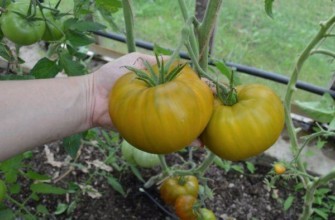 มะเขือเทศในเรือนกระจก