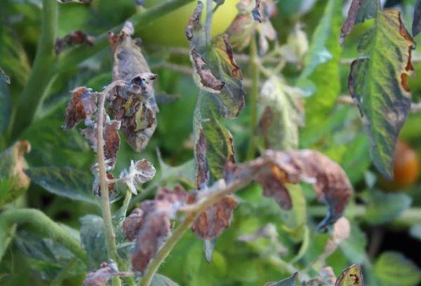 Maladies de la tomate