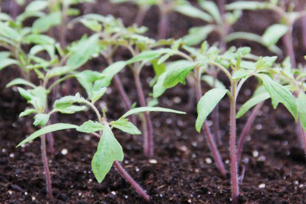 ต้นกล้ามะเขือเทศ