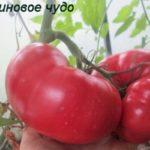 มะเขือเทศสีชมพู