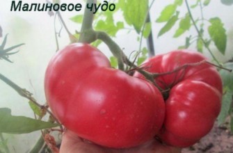 มะเขือเทศสีชมพู