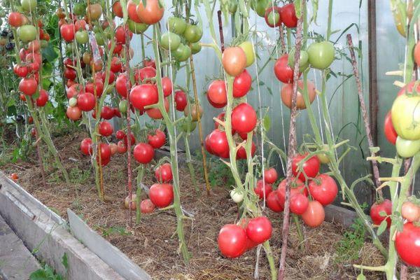 การปลูกมะเขือเทศ