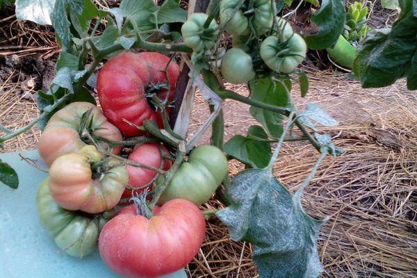 Buissons de tomates