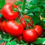 มะเขือเทศสีแดง