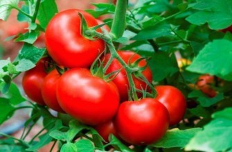 มะเขือเทศสีแดง