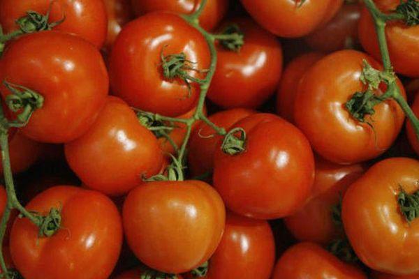 Une branche avec des tomates