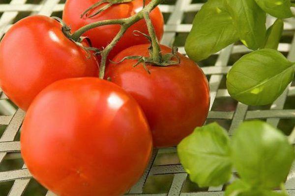 Une branche avec des tomates