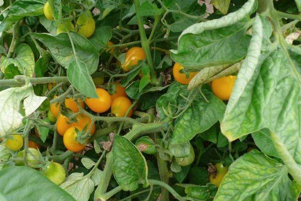 Cultiver des tomates