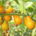 กิ่งพันธุ์มะเขือเทศ