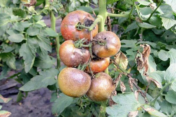 มะเขือเทศเน่า