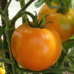 มะเขือเทศสีเหลือง