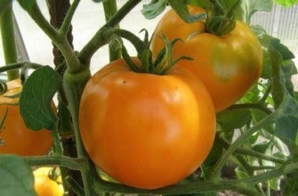 มะเขือเทศสีเหลือง