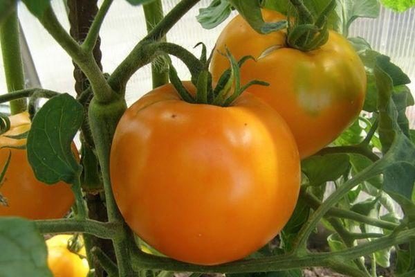 มะเขือเทศสีเหลือง