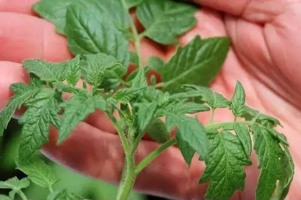 ต้นกล้ามะเขือเทศ