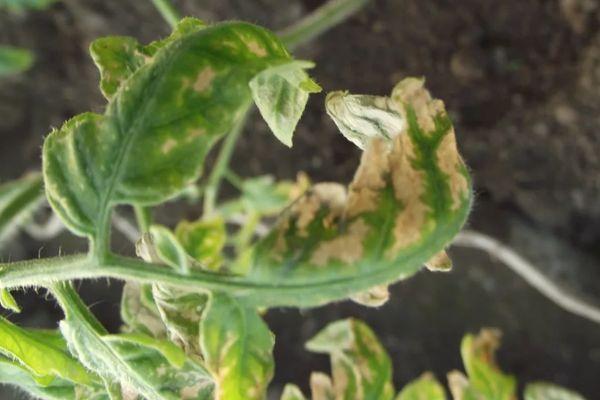 โรคมะเขือเทศ