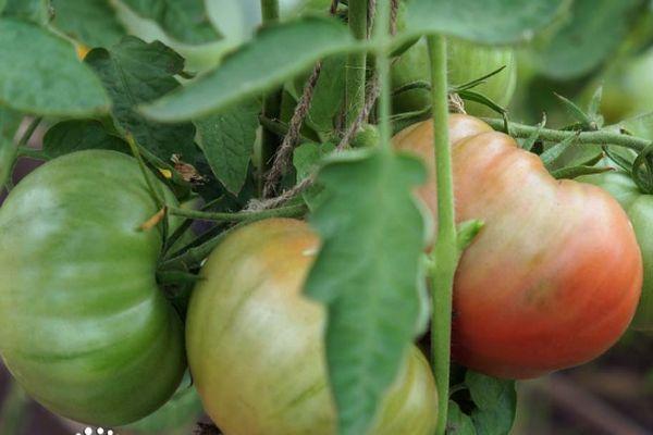 มะเขือเทศสีเขียว