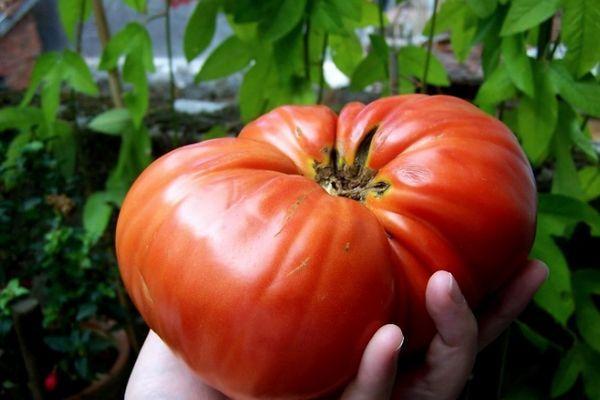 มะเขือเทศผลใหญ่