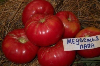 มะเขือเทศขนาดใหญ่