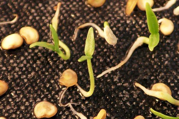 มะเขือเทศจากเมล็ด