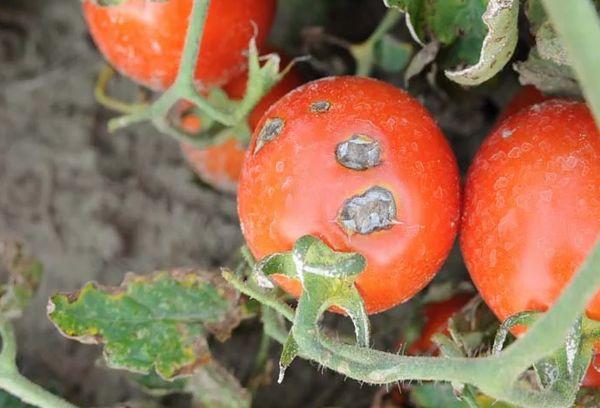 โรคเน่าบนมะเขือเทศ