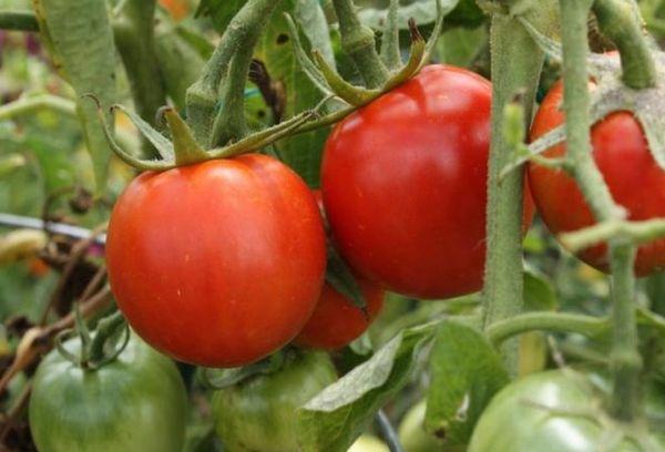 กิ่งที่มีมะเขือเทศ