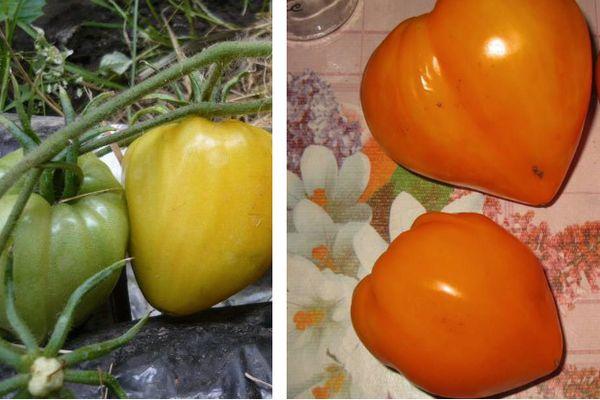 แปรงมะเขือเทศ