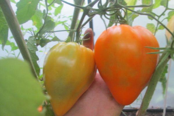 มะเขือเทศรูปหัวใจ