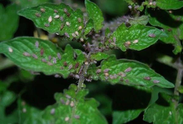 Pucerons sur la tomate