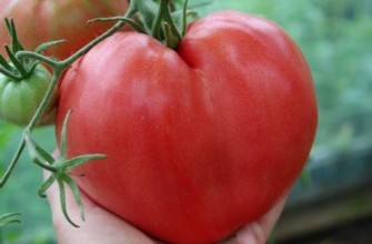 มะเขือเทศรูปหัวใจ