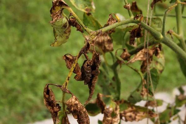 โรคเหี่ยวของเวอร์ติซิลเลียม