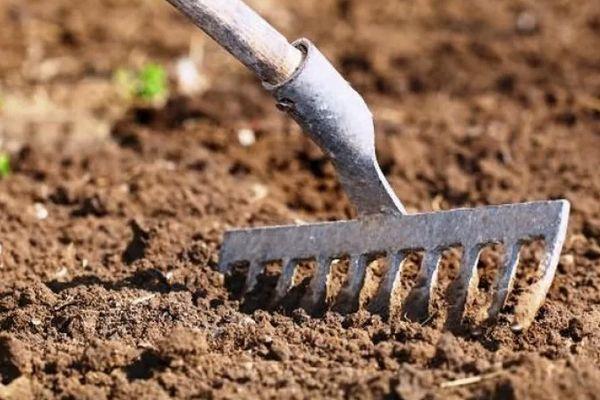 คำอธิบายพันธุ์มะเขือเทศ Peter the Great f1 ลักษณะการเพาะปลูกและผลผลิต