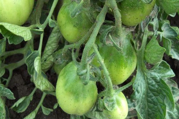 มะเขือเทศผลยาว