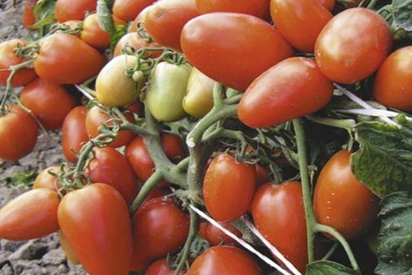 มะเขือเทศผลยาว