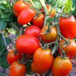 ต้นมะเขือเทศ