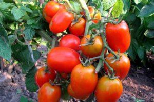 คำอธิบายของมะเขือเทศพันธุ์ Petrushka Ogorodnik ลักษณะและผลผลิต