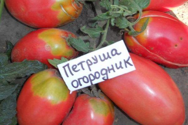 คำอธิบายของมะเขือเทศพันธุ์ Petrushka Ogorodnik ลักษณะและผลผลิต